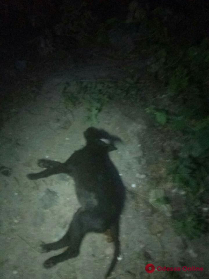 В Одесской области пьяный неадекват на глазах у детей жестоко избил палкой щенка