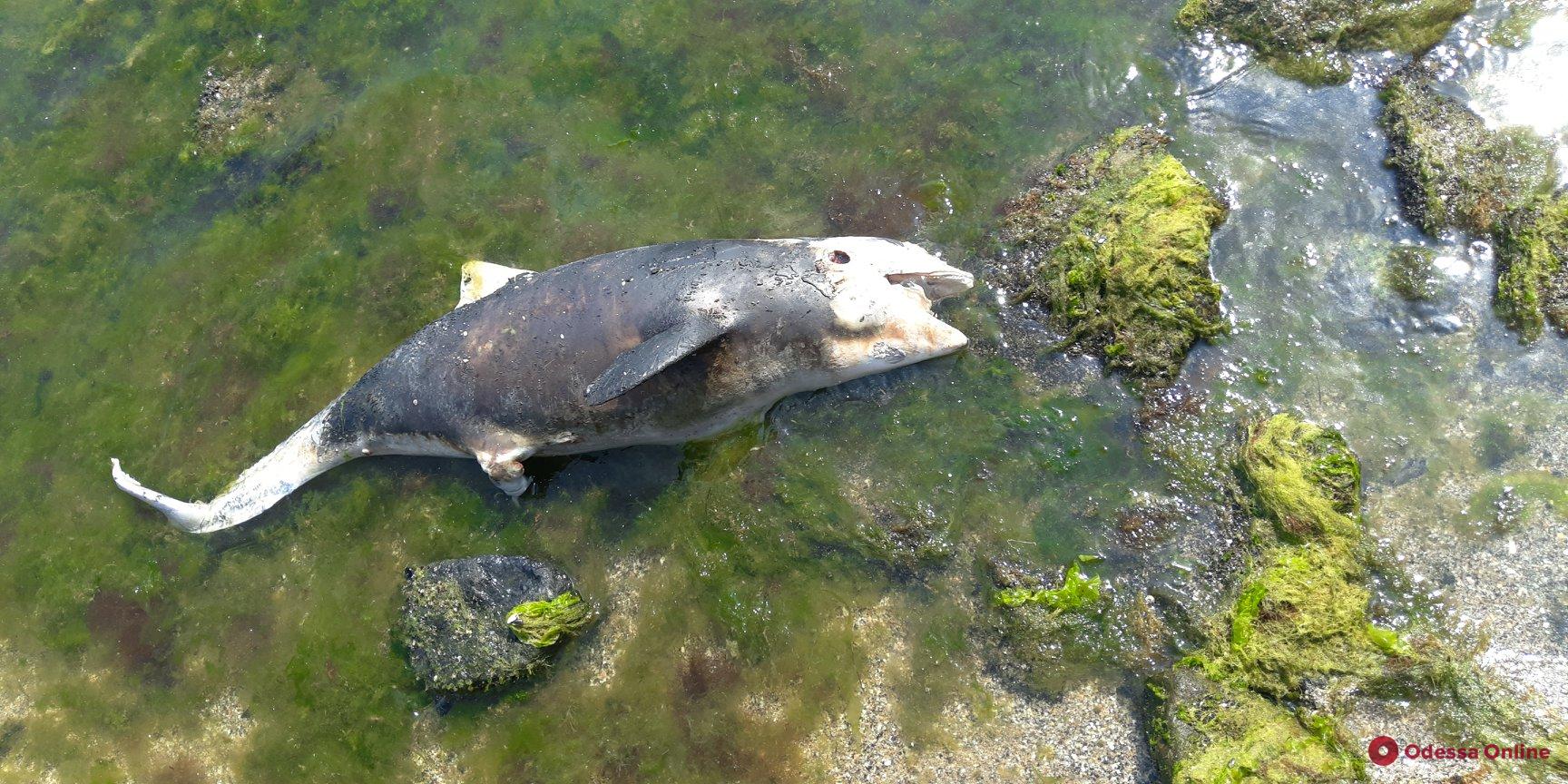 На одесский пляж выбросило мертвого дельфина