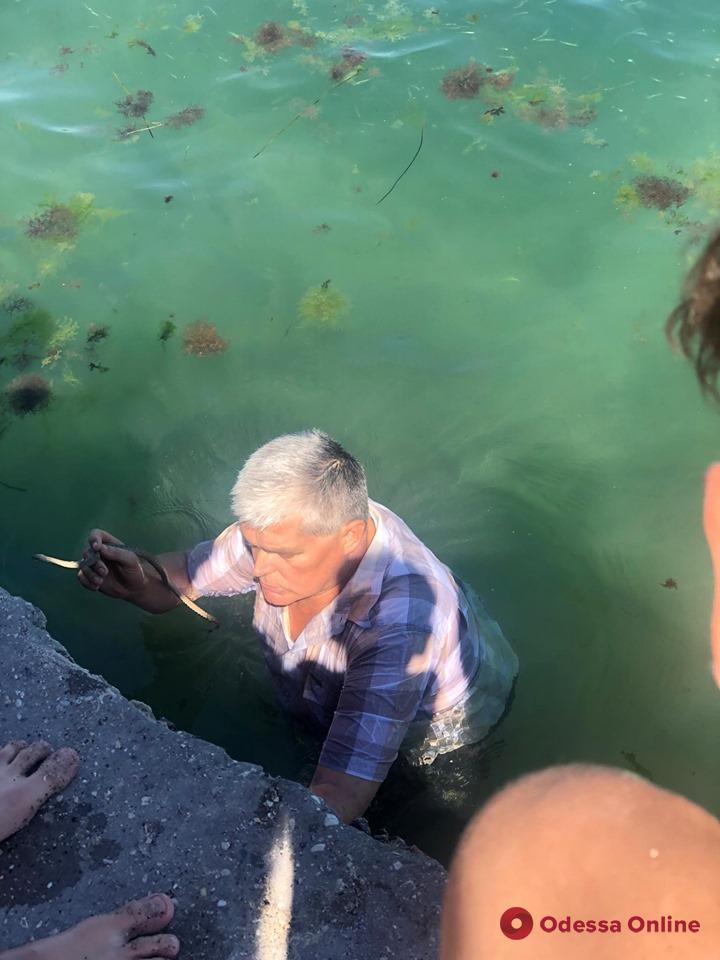 Директор Одесского зоопарка ловил в море напугавшую пляжников змею
