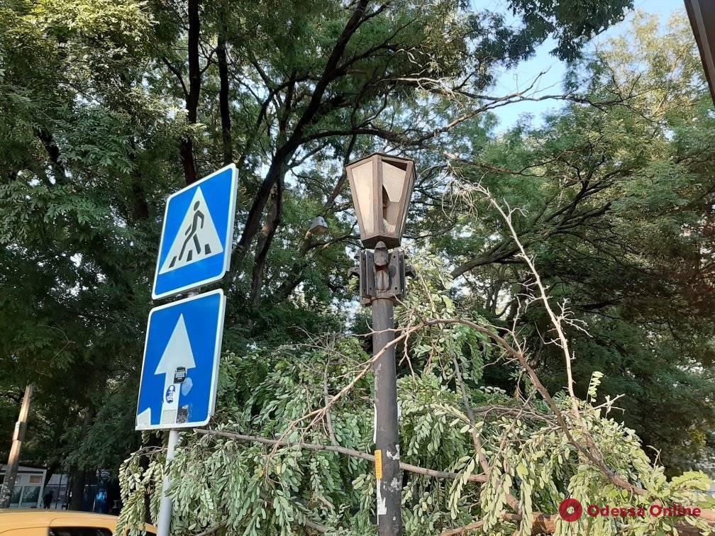 В Одессе ветер повалил 15 деревьев