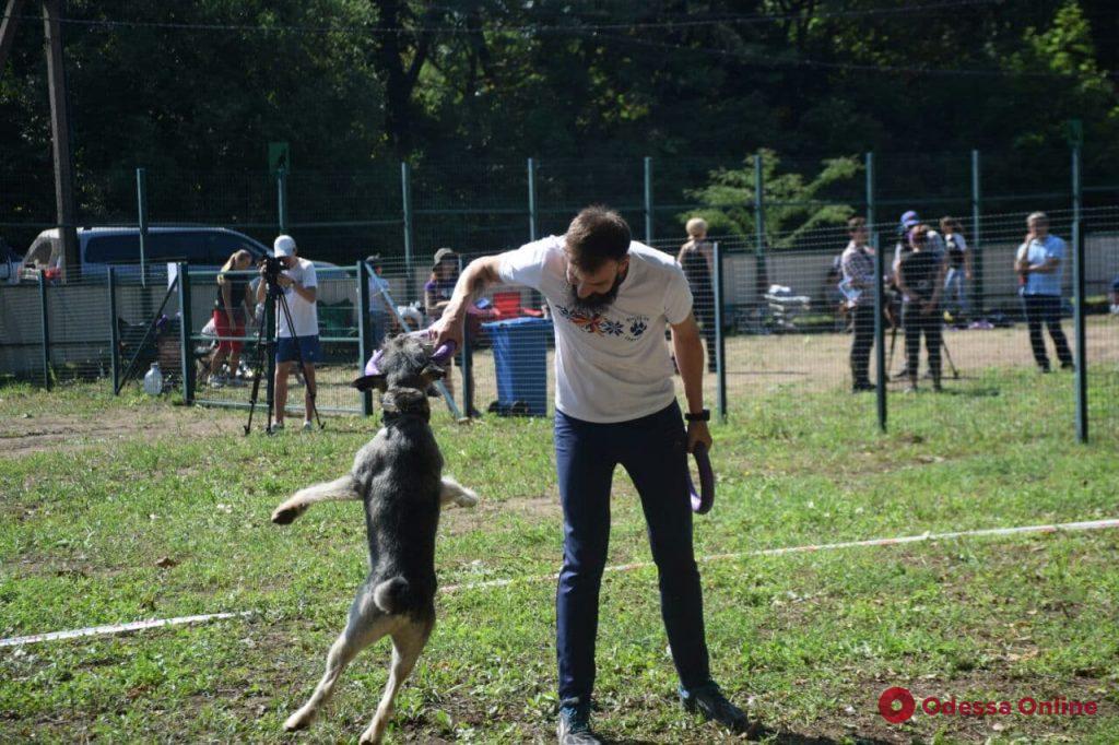 Dog Puller: в Одессе выбирают лучшую собаку (фоторепортаж)