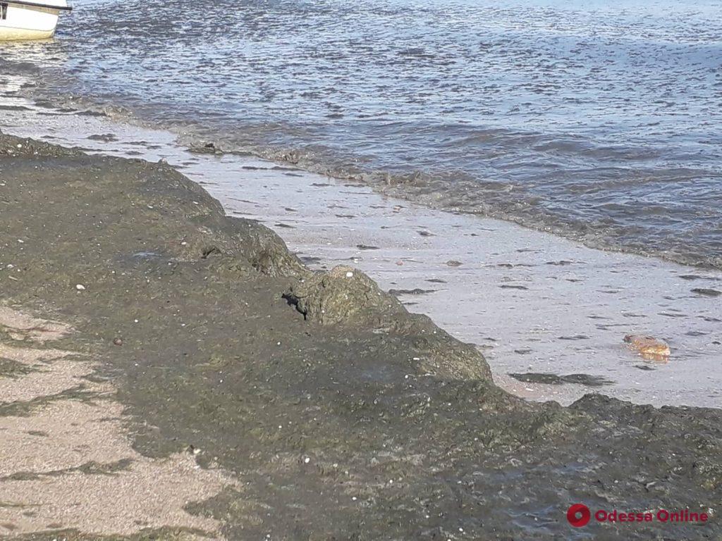 На пляжах в Лузановке почернела морская вода (фото, видео)