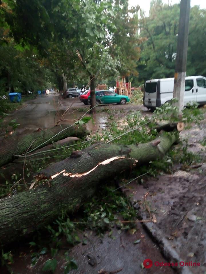 В Одессе из-за непогоды падают деревья