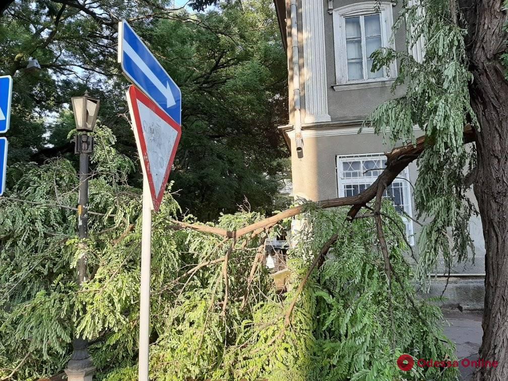 В Одессе ветер повалил 15 деревьев
