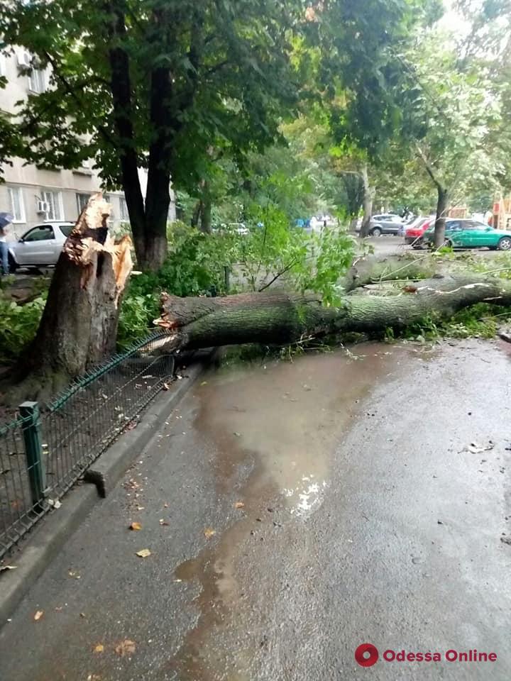 В Одессе из-за непогоды падают деревья