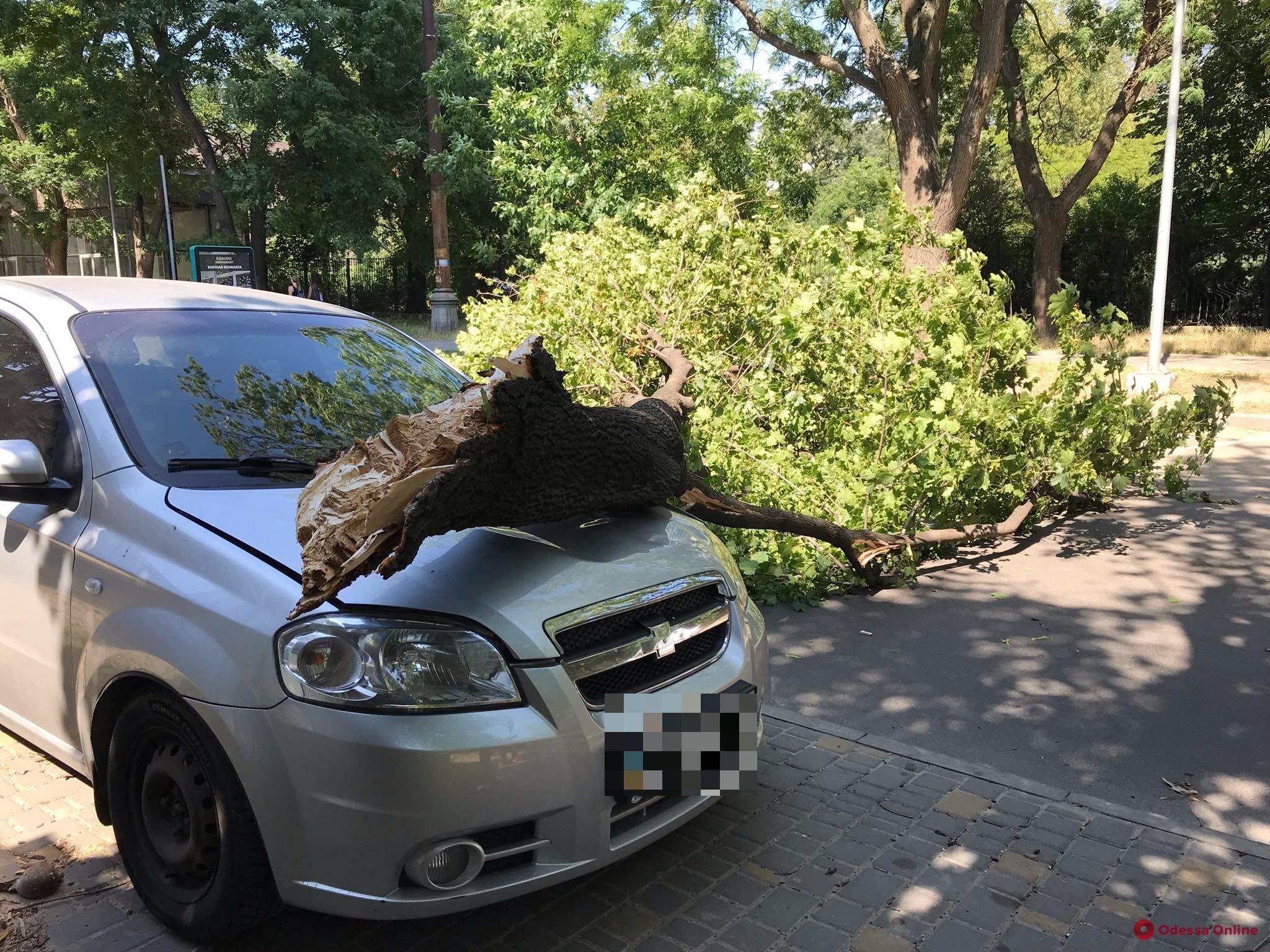 Древопад: в Одессе еще две ветки упали на машины
