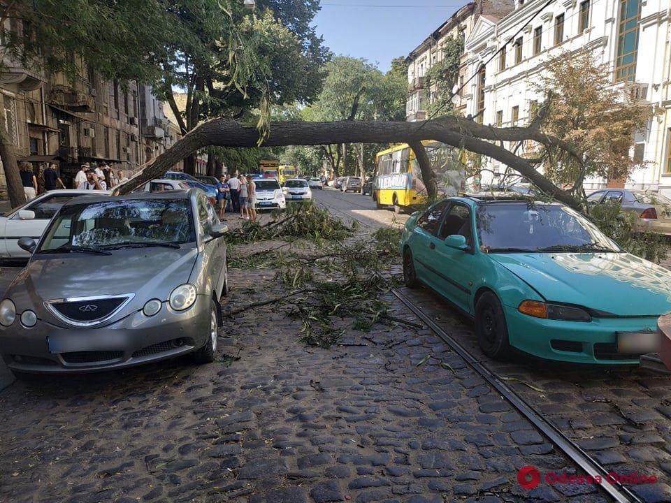 В центре Одессы дерево рухнуло на контактную сеть — не ходит 15-й трамвай (обновлено, фото)