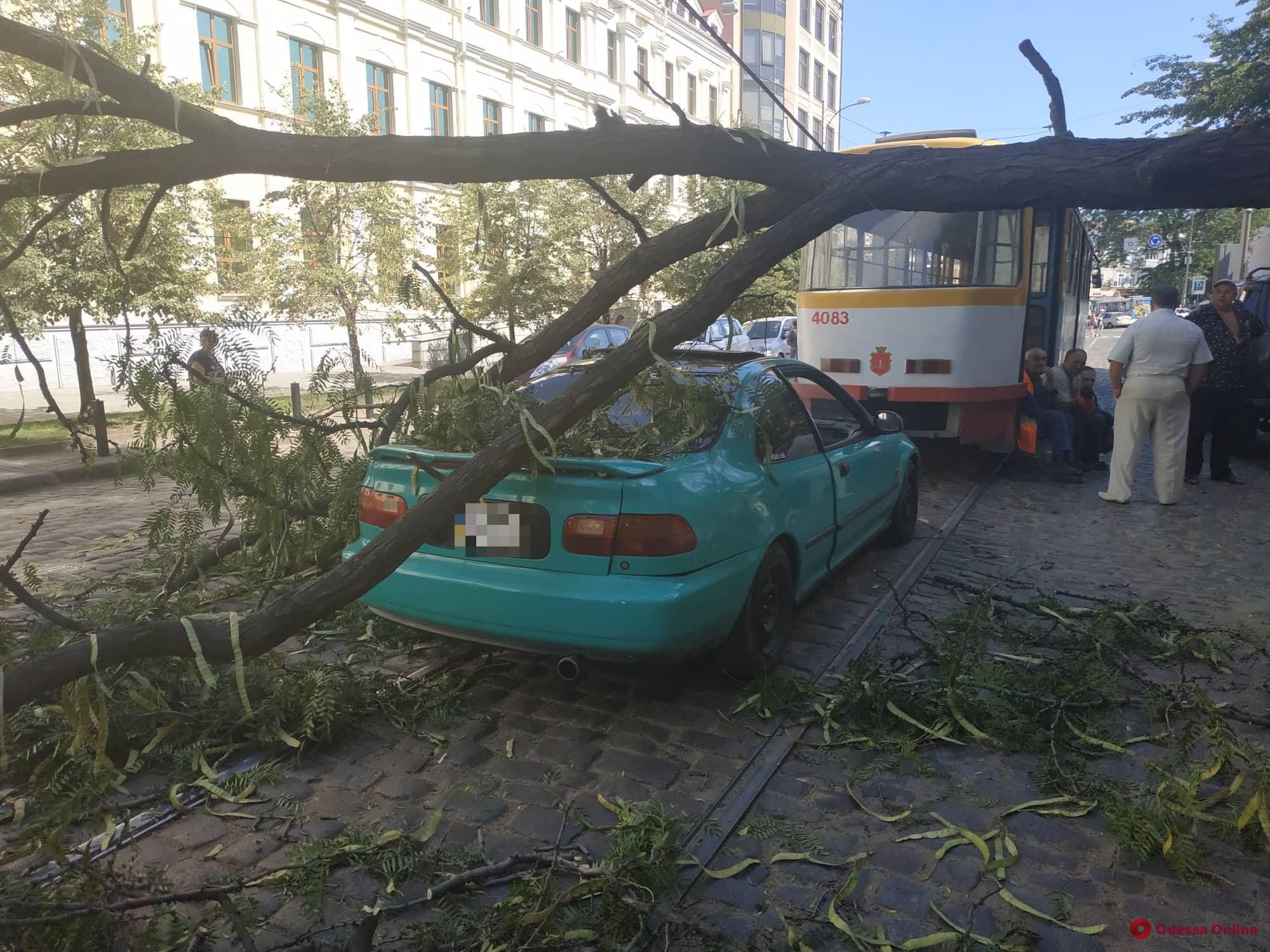 В центре Одессы дерево рухнуло на контактную сеть — не ходит 15-й трамвай (обновлено, фото)