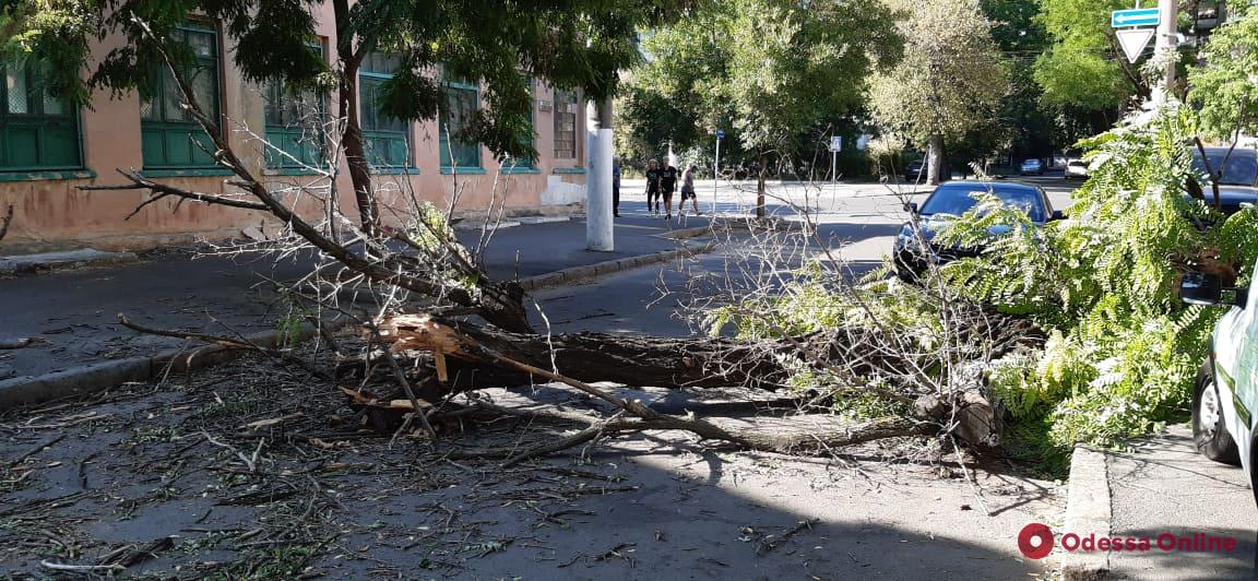 В центре Одессы дерево рухнуло на дорогу