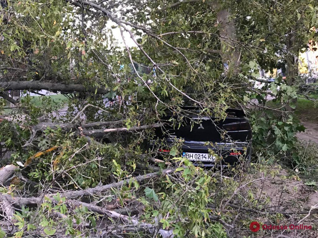 Огромная ветка упала на автомобили в Аркадии