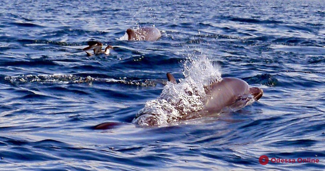 Возле одесского пляжа проплыли дельфины (видео)