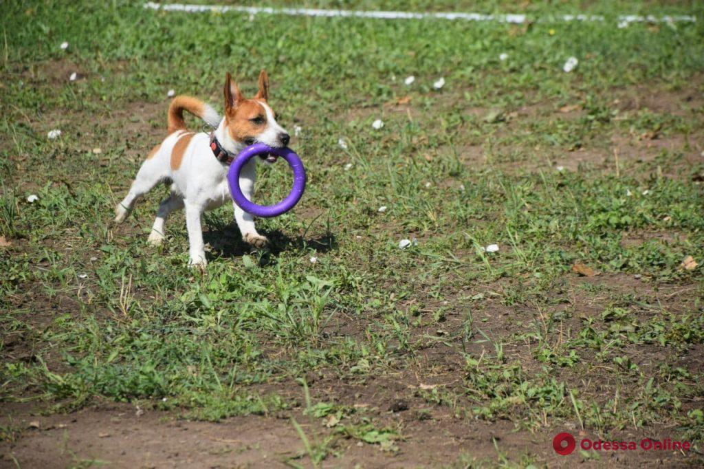 Dog Puller: в Одессе выбирают лучшую собаку (фоторепортаж)