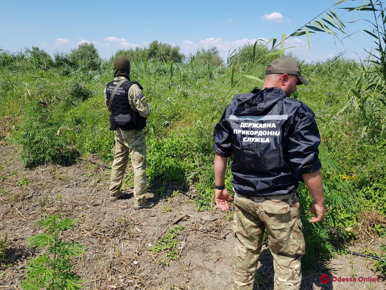 В Одесской области с помощью квадрокоптера обнаружили две плантации конопли (видео)