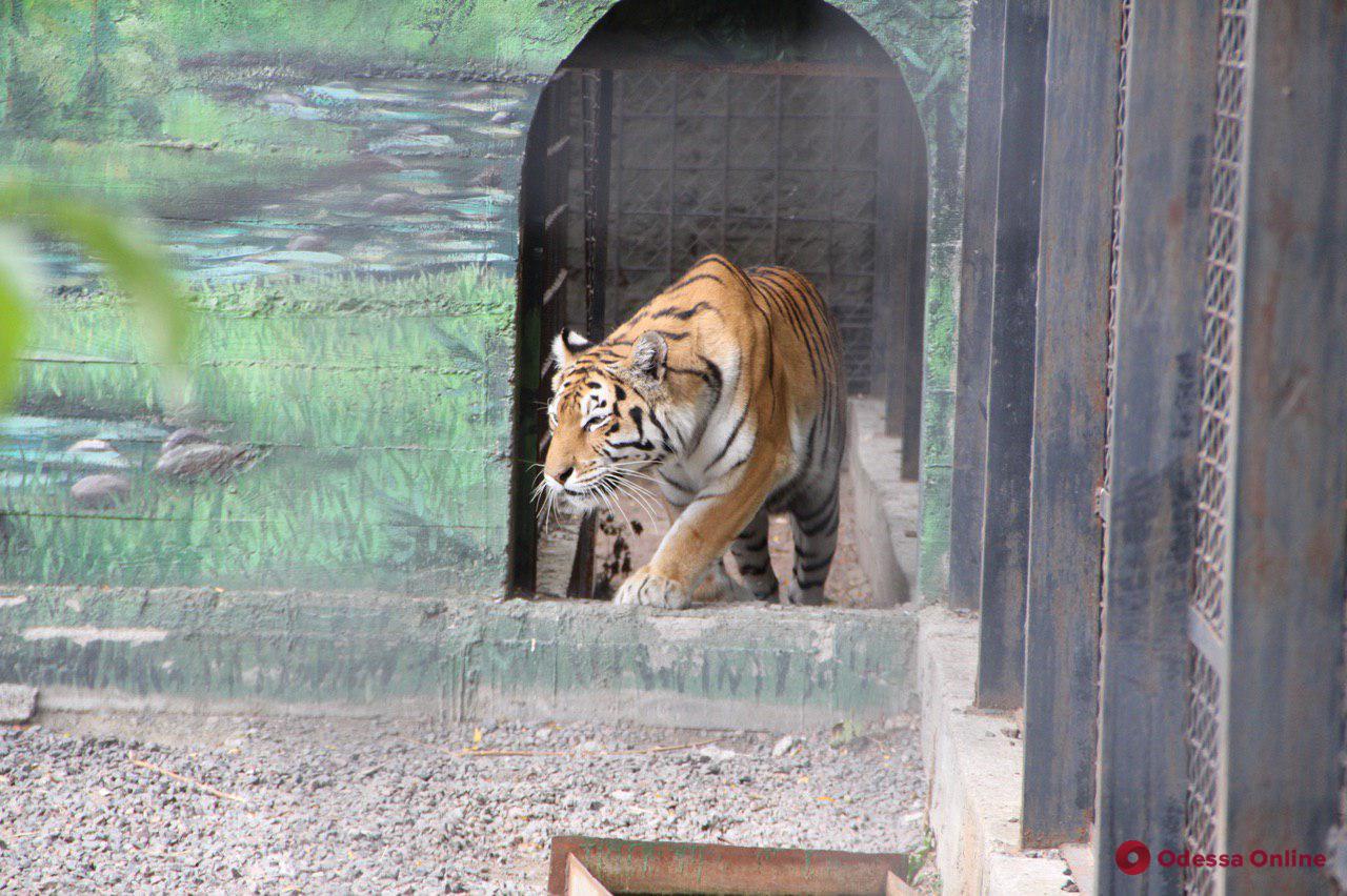 В Одесском зоопарке отметили День тигра (фото, видео)