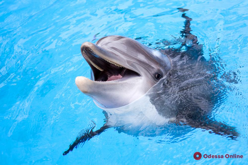В одесском дельфинарии пополнение: родился еще один детеныш