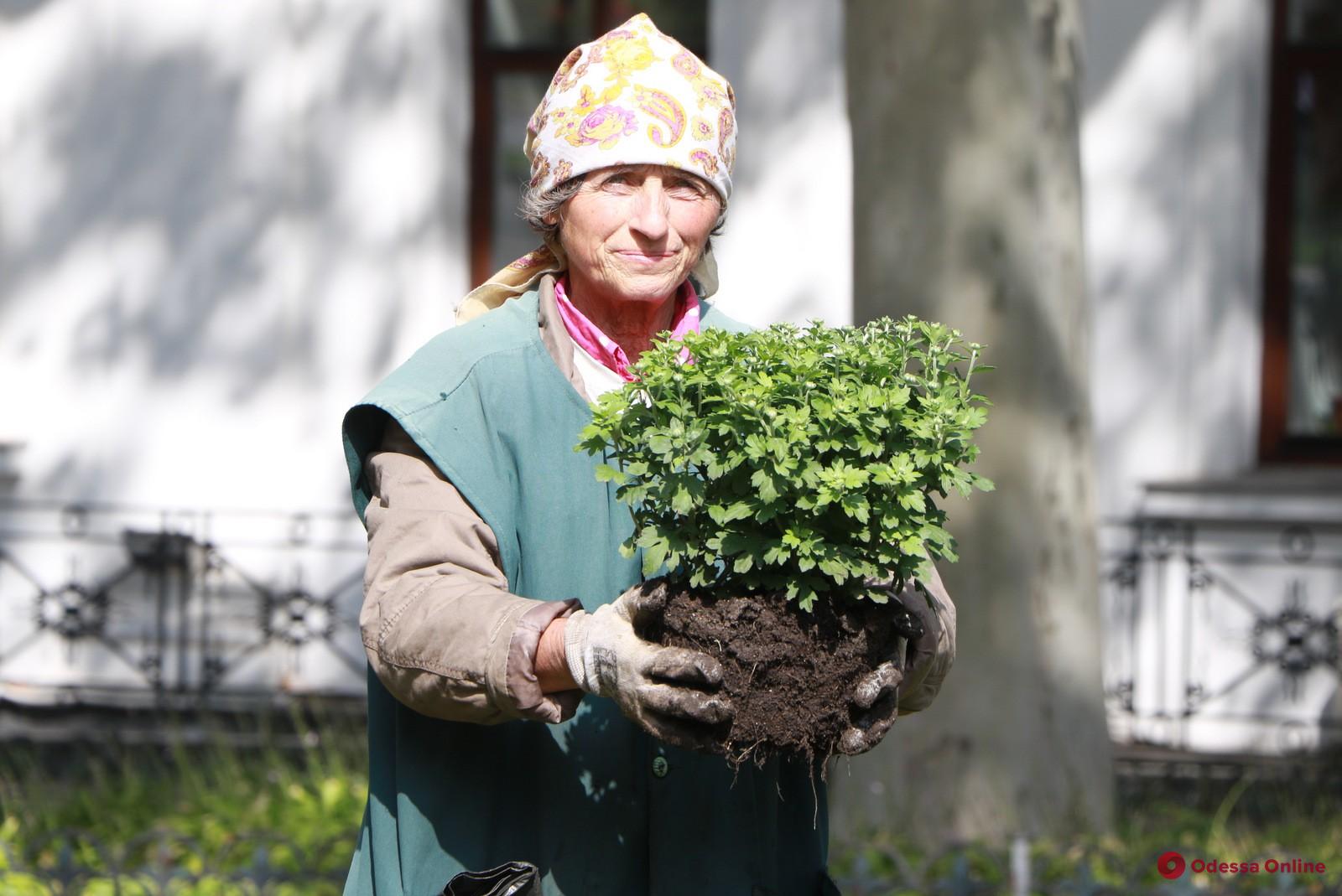 Одессу украсят двумя тысячами хризантем