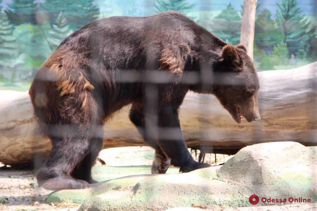 В Одесский зоопарк приехал медведь Бумер (фото)