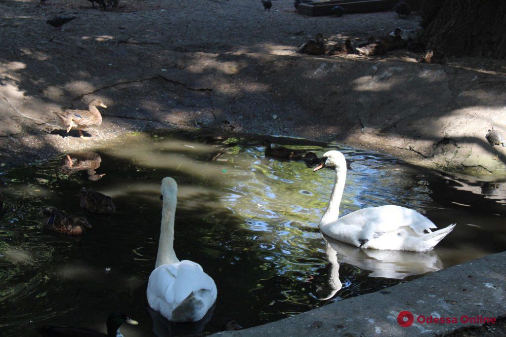 Одесский зоопарк отметил 97-летие (фото)