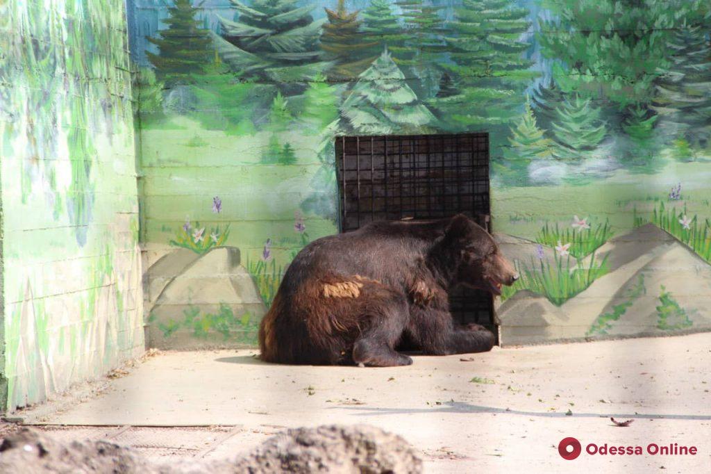 В Одесский зоопарк приехал медведь Бумер (фото)