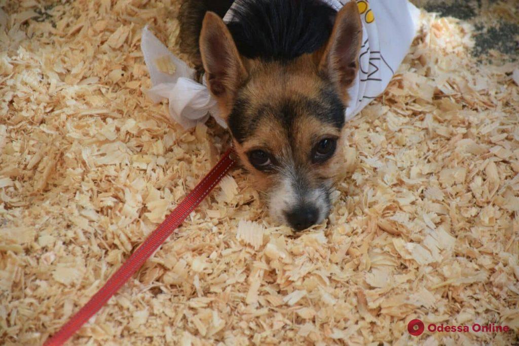 Home Me fest: в Одессе проходит благотворительная выставка животных (фото)