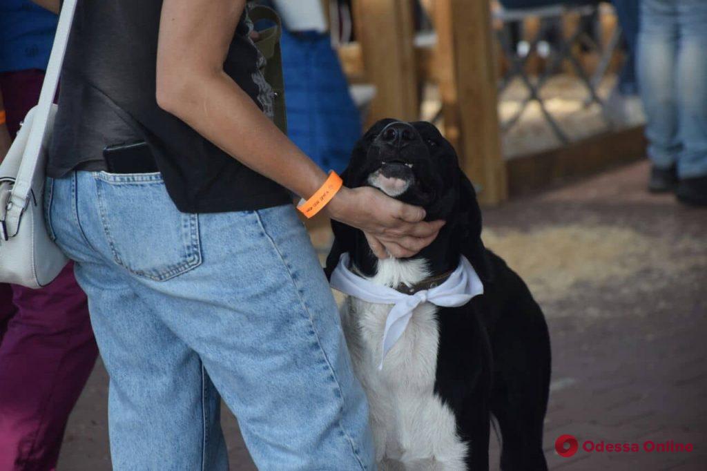 Home Me fest: в Одессе проходит благотворительная выставка животных (фото)