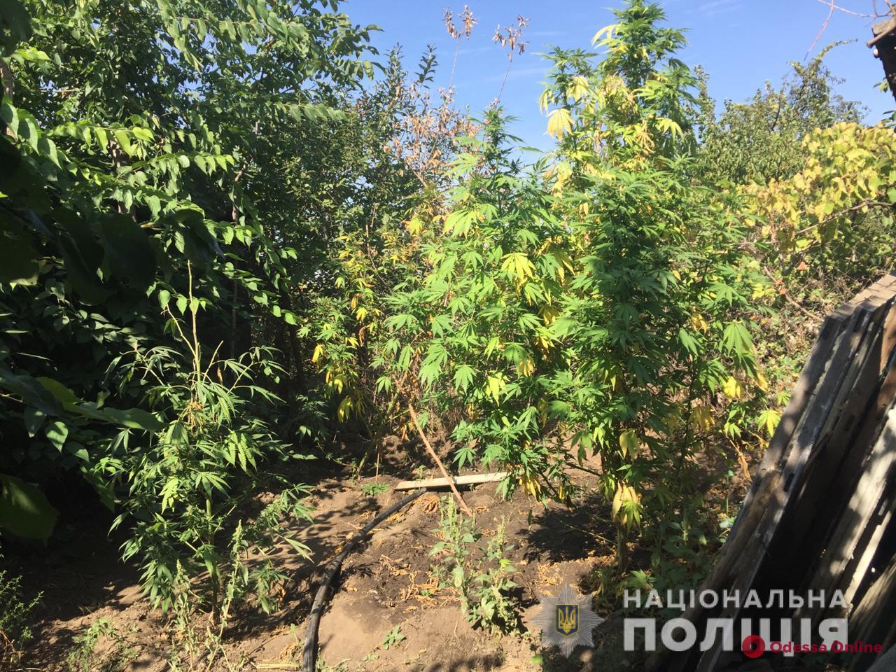 Выращивал для себя: у жителя Одесской области на огороде обнаружили наркоплантацию