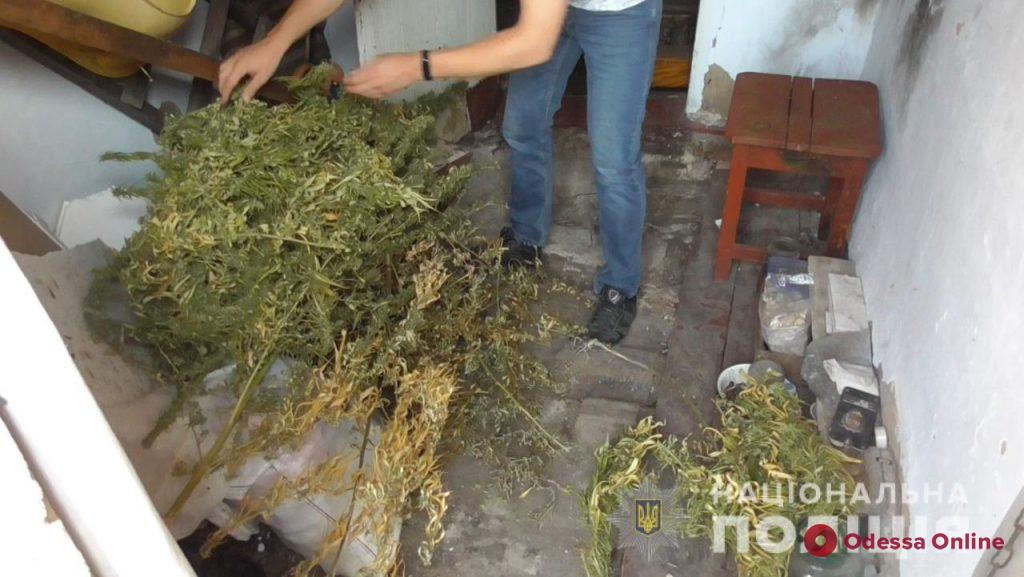 На огороде у жителя Подольска обнаружили плантацию конопли