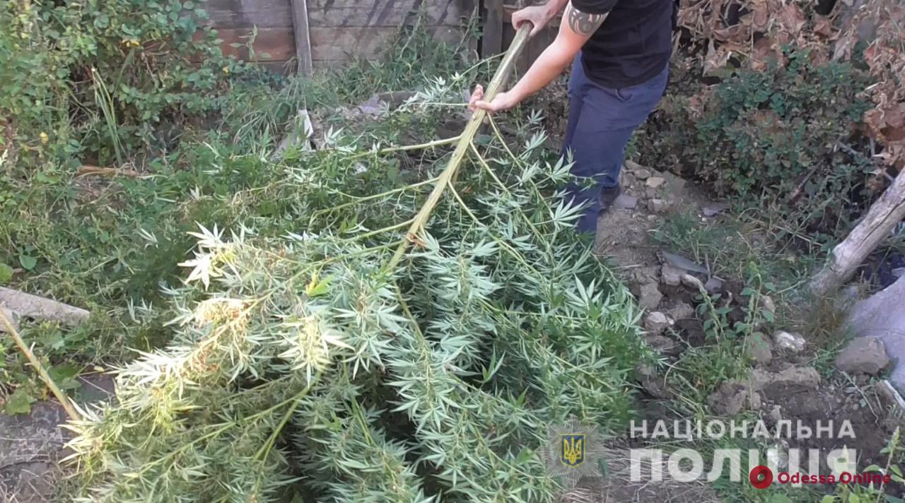 На огороде у жителя Подольска обнаружили плантацию конопли