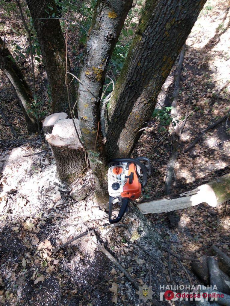 Вырубал деревья и грузил в автомобиль: жителю Одесской области грозит штраф
