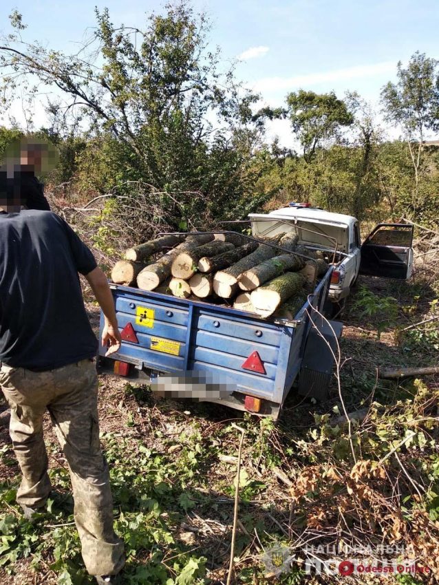 Вырубал деревья и грузил в автомобиль: жителю Одесской области грозит штраф