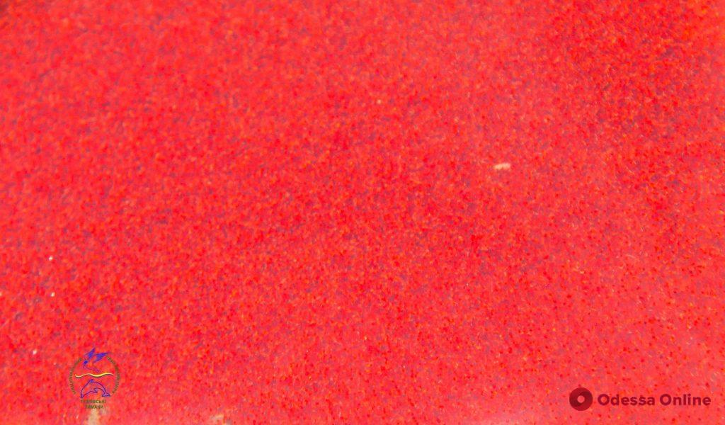Уникальные ракообразные существа окрасили акваторию лимана в Одесской области в красный цвет