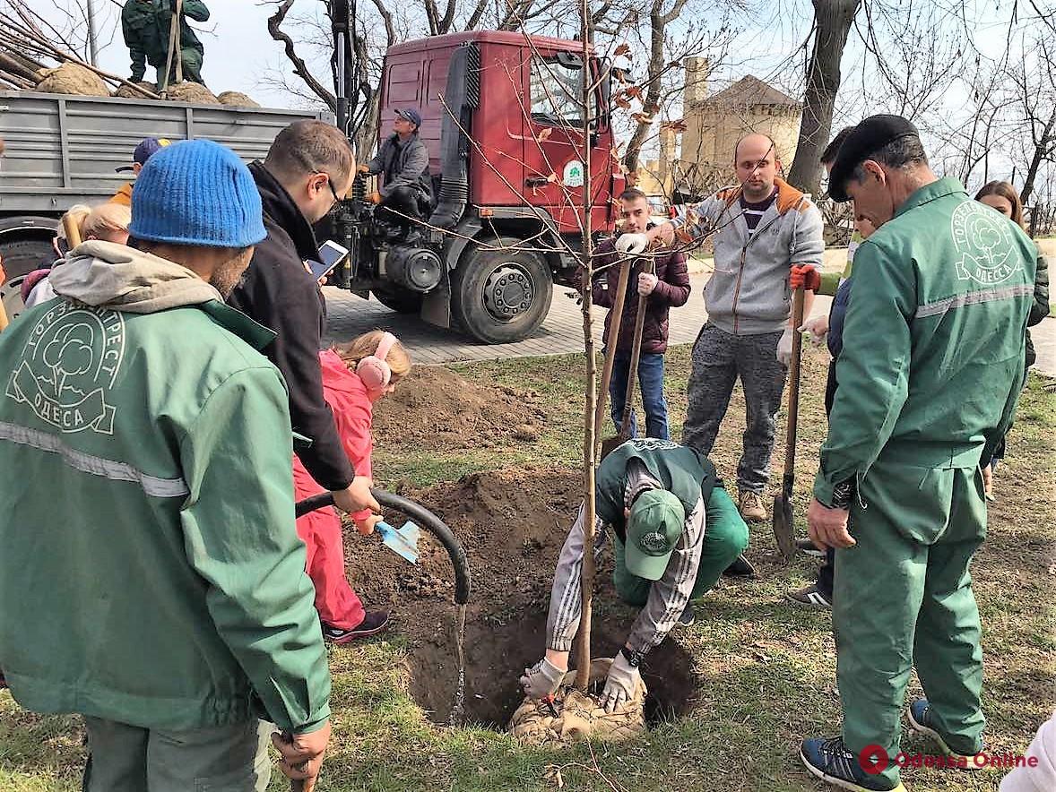 Осенью в Одессе высадят 600 молодых деревьев