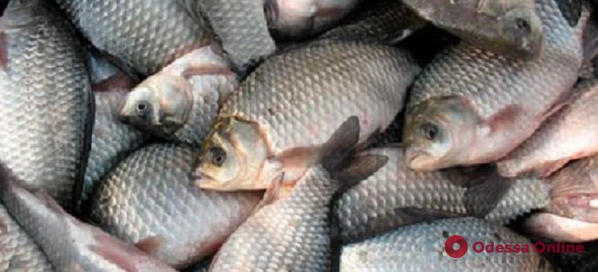 У жителя Одесской области в автомобиле нашли 200 килограммов «левой» рыбы