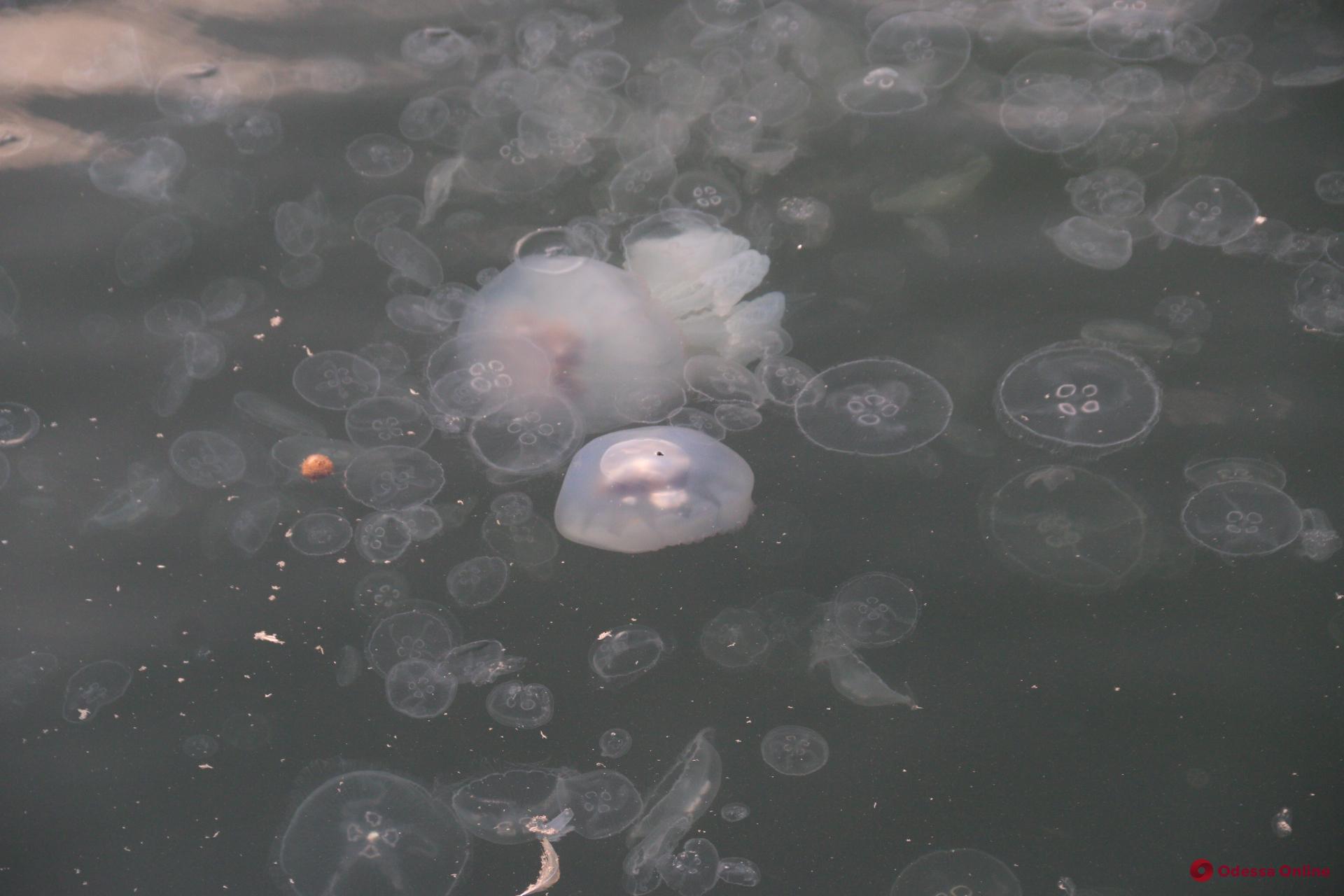 Стаи медуз заполонили акваторию Одесского порта (фото)