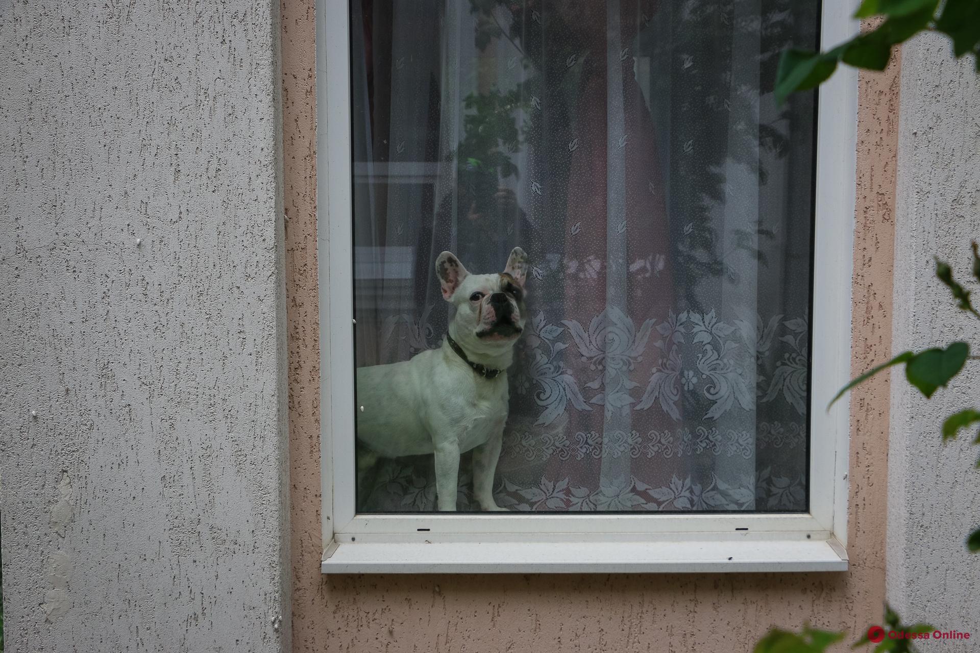 Кошки, собаки и курящая лиса: скучающие у окон одесские питомцы (фоторепортаж)
