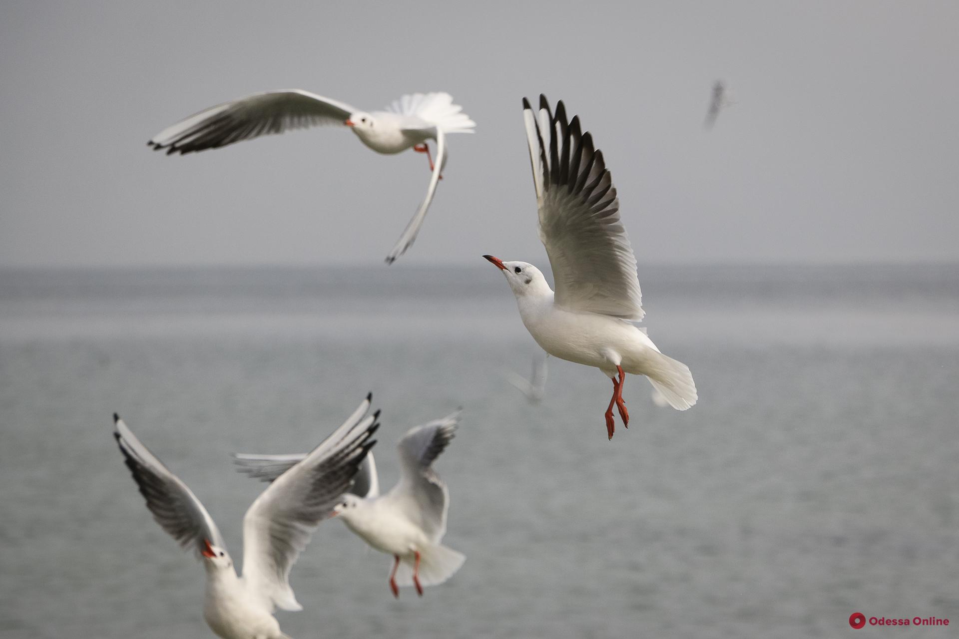 Чайки и холодное одесское море (фоторепортаж)