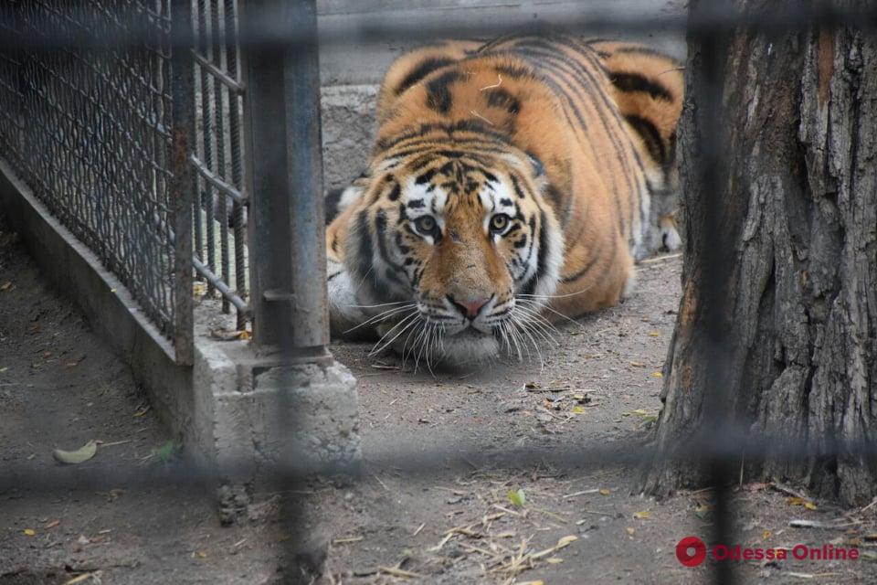 Как обживается амурский тигр в Одесском зоопарке (фото)