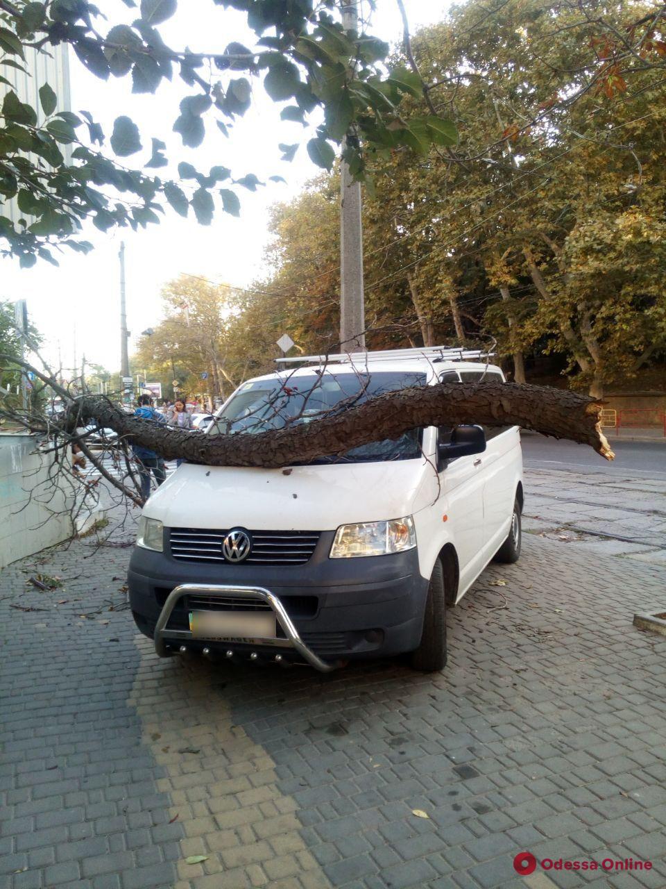 В Одессе ветка упала на машину