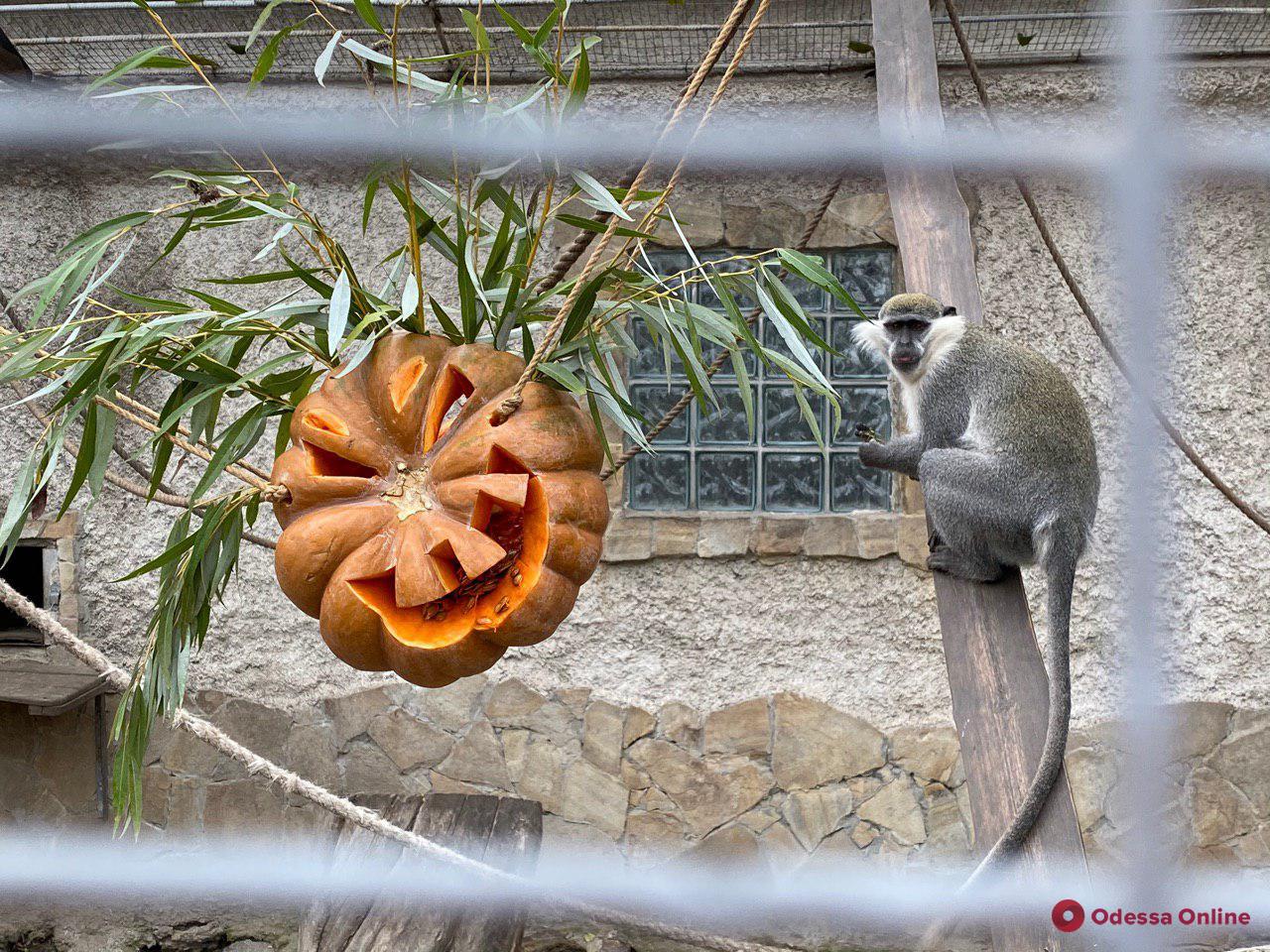 В Одесском зоопарке отметили «День тыквы» (фоторепортаж)