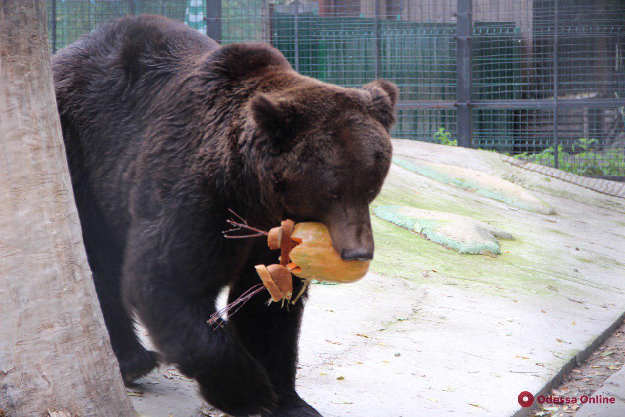 В Одесском зоопарке отметили «День тыквы» (фоторепортаж)