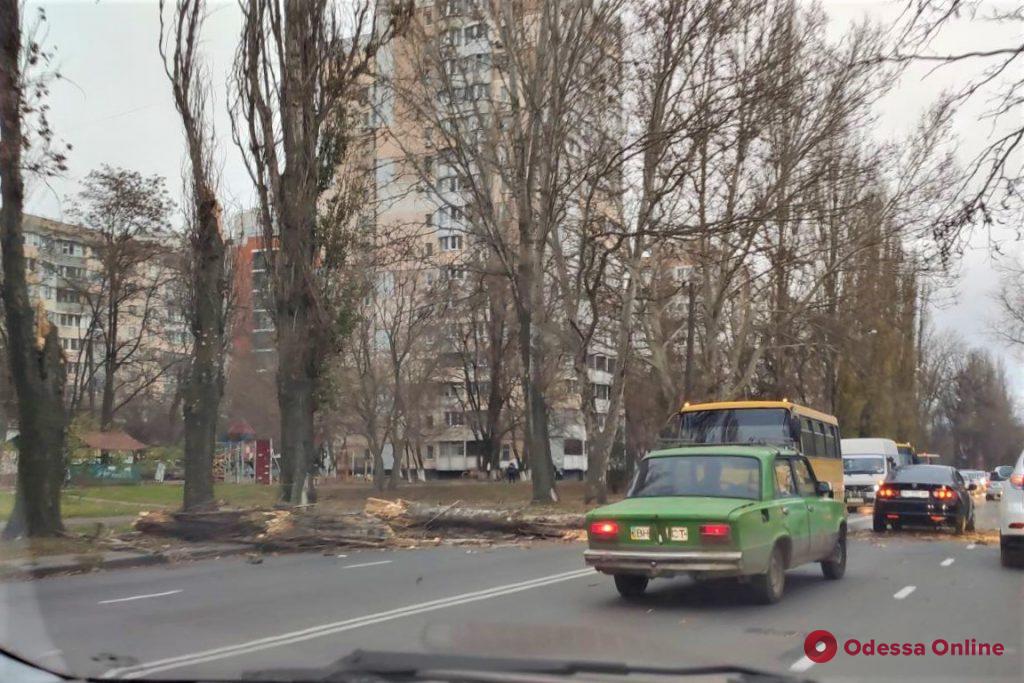 В Одессе сильный ветер повалил 8 деревьев