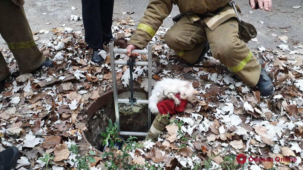 Одесские спасатели вытаскивали кота из канализационного люка (фото)