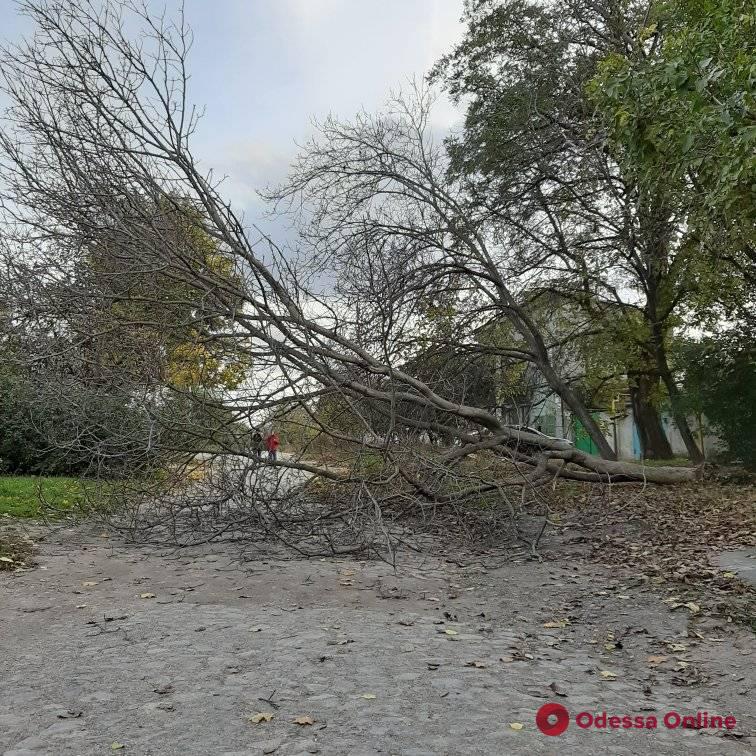 На Дальних Мельницах дерево упало в нескольких метрах от людей (фото)