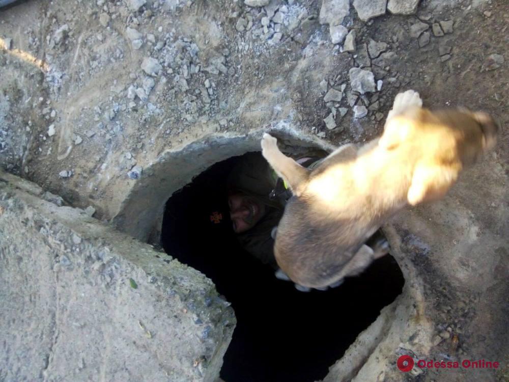 В Теплодаре спасли упавшую в канализационную шахту собаку
