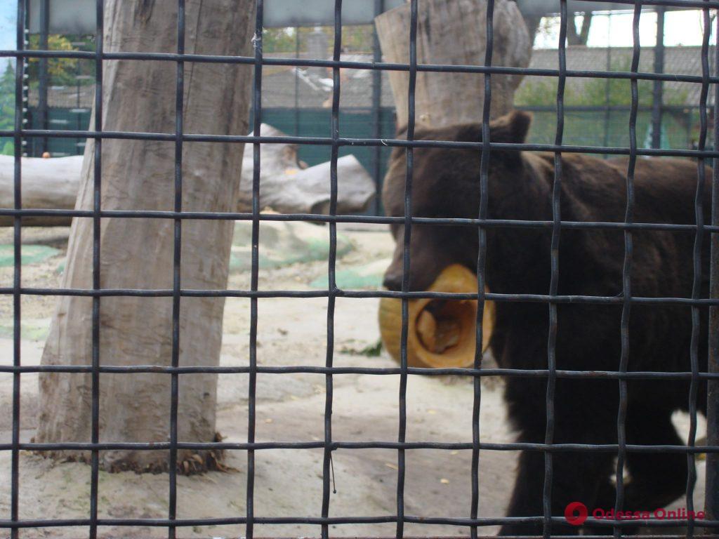 В Одесском зоопарке торжественно проводили медведей в зимнюю спячку (фото)