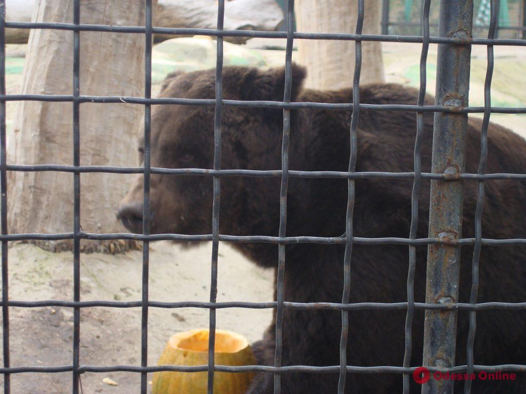 В Одесском зоопарке торжественно проводили медведей в зимнюю спячку (фото)