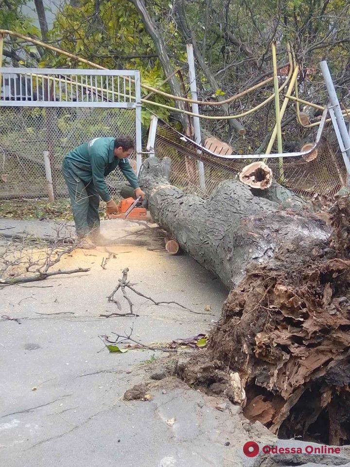 На поселке Котовского упавшее дерево повредило автомобиль и газопровод