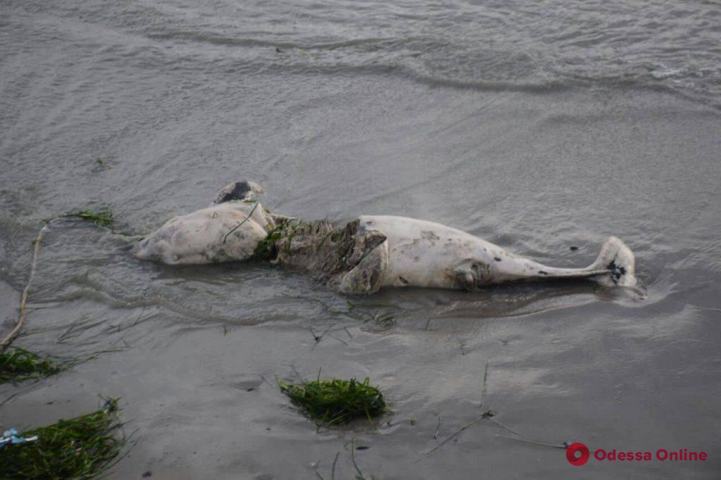 На пляж в Крыжановке выбросило мертвого дельфина
