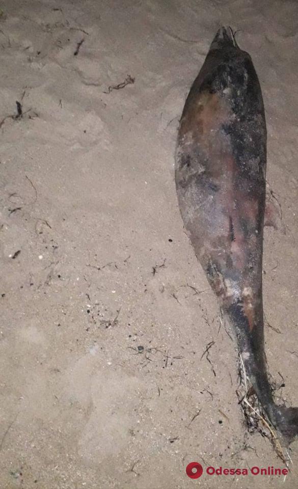 На дикий пляж под Одессой выбросило мертвых дельфинов (фото)