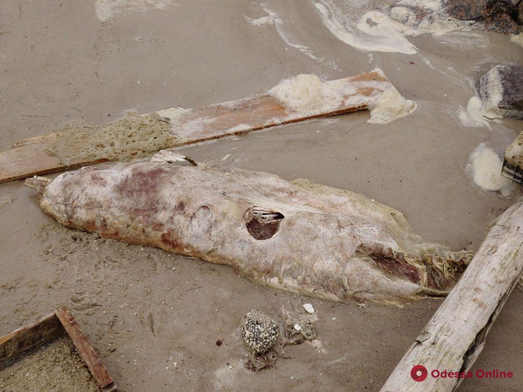 На одесском пляже снова нашли мертвого дельфина